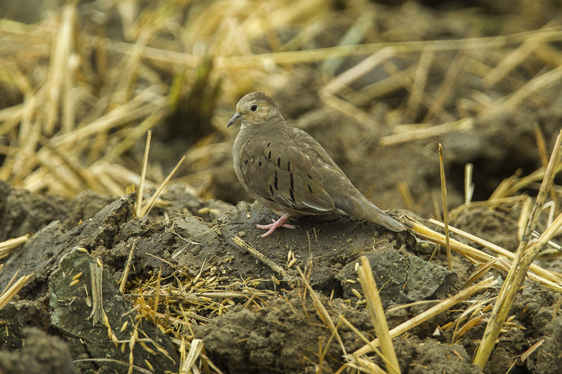 Ecuadorian Ground Dove