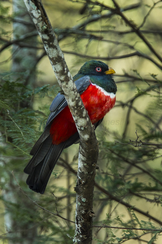 Ecuadorian Trogon