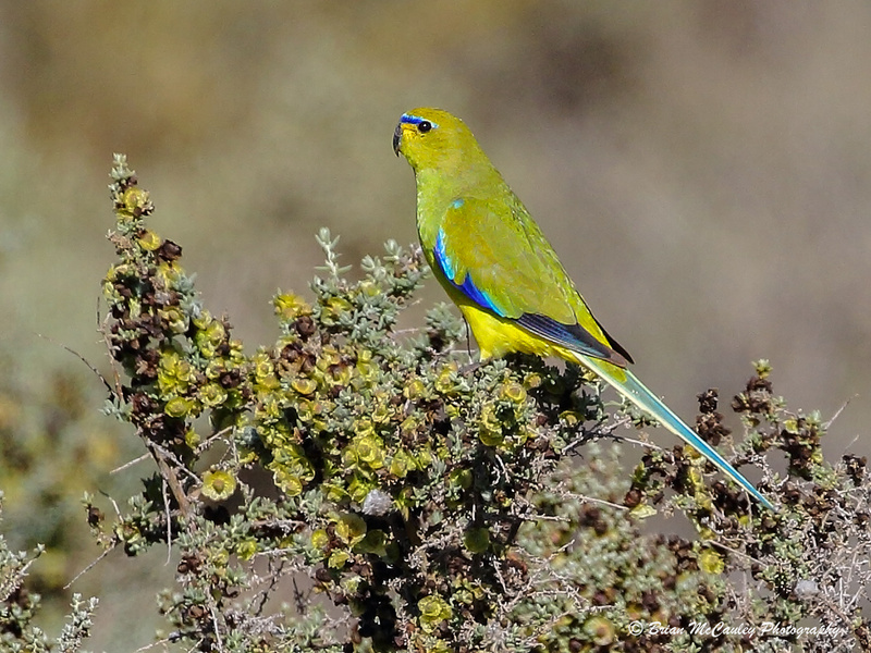 Elegant Parrot