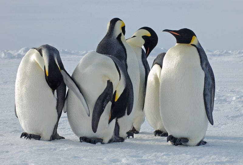 Emperor Penguin