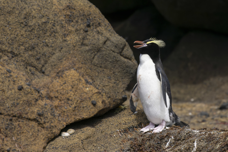 Erect-crested Penguin