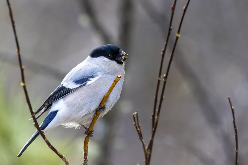 Eurasian Bullfinch