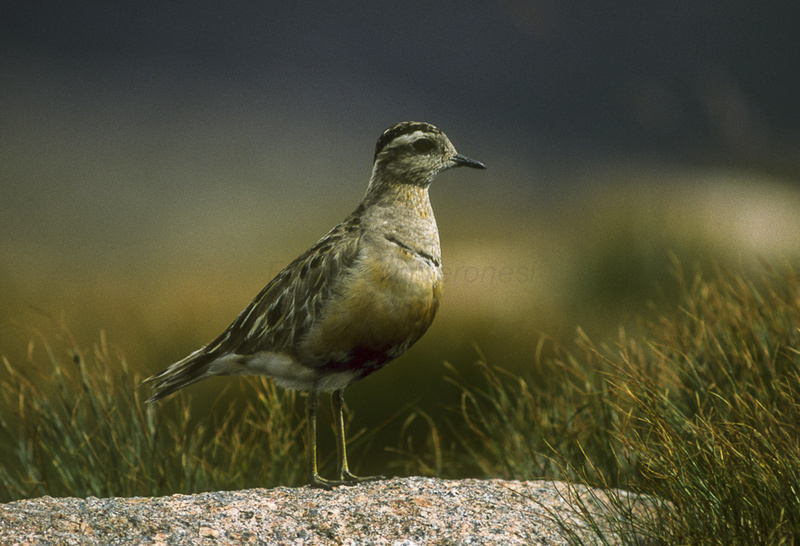 Eurasian Dotterel