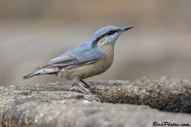 Eurasian Nuthatch