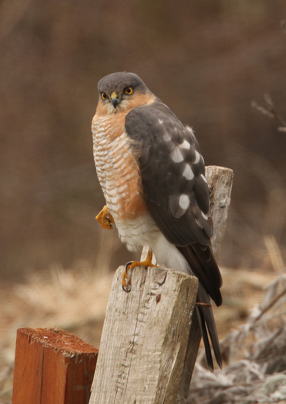 Eurasian Sparrowhawk