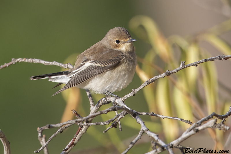 European Pied Flycatcher