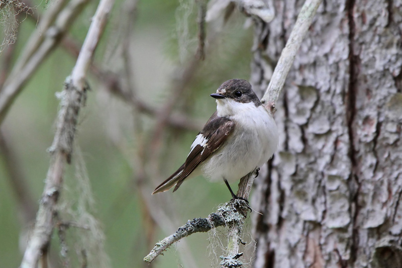 European Pied Flycatcher