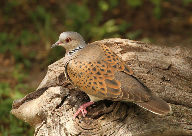 European Turtle Dove