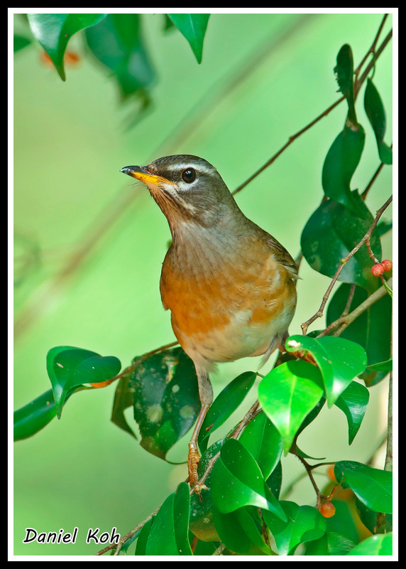 Eyebrowed Thrush