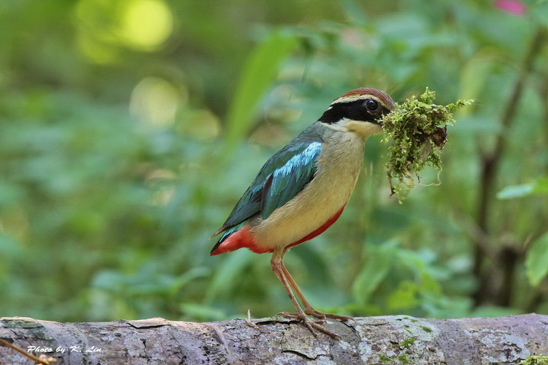 Fairy Pitta