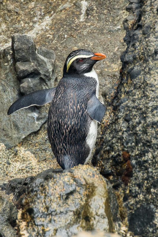 Fiordland Penguin