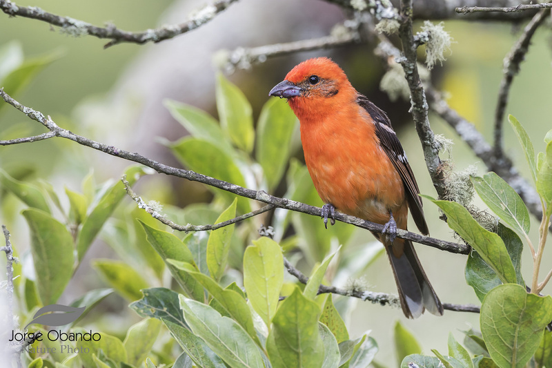 Flame-colored Tanager