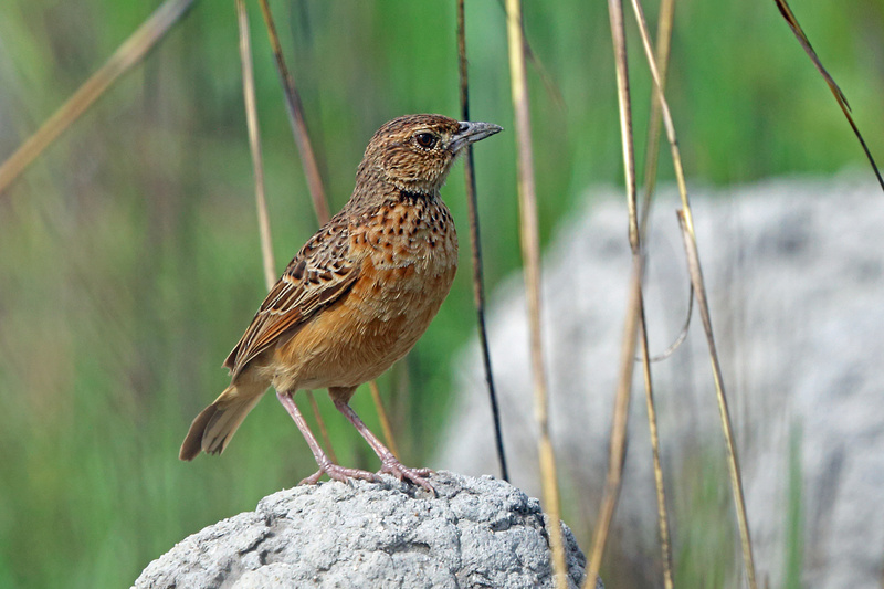 Flappet Lark