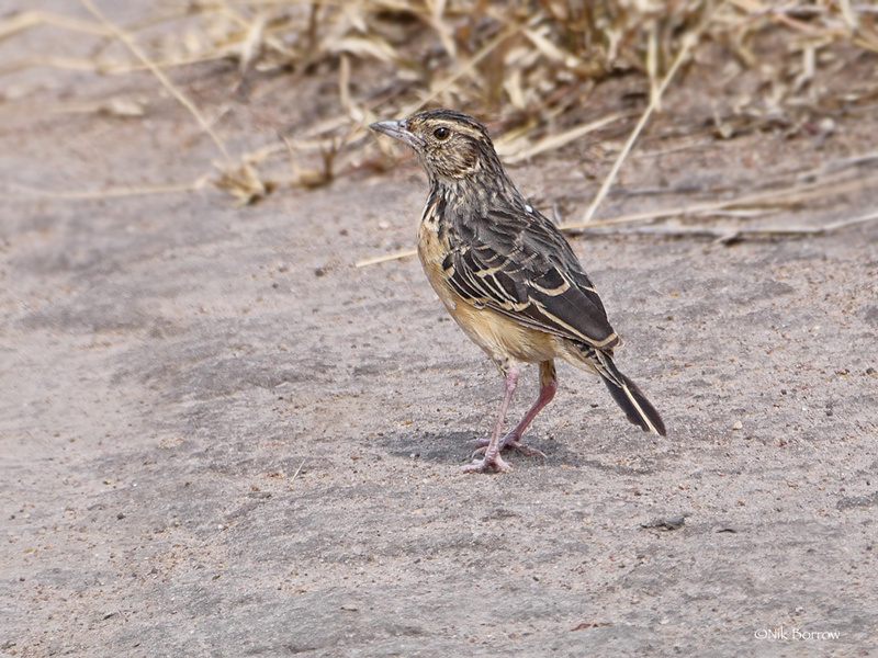 Flappet Lark