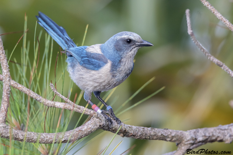 Florida Scrub Jay