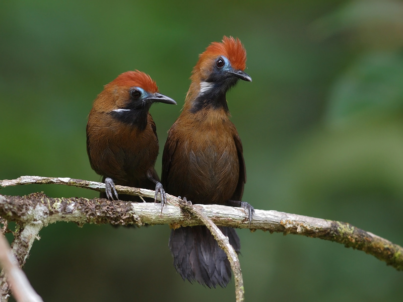 Fluffy-backed Tit-Babbler