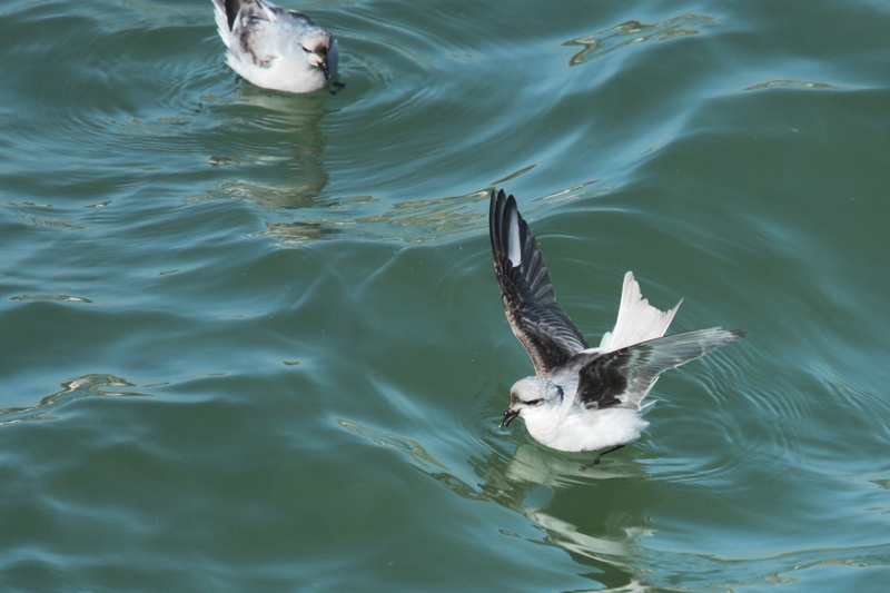 Fork-tailed Storm Petrel