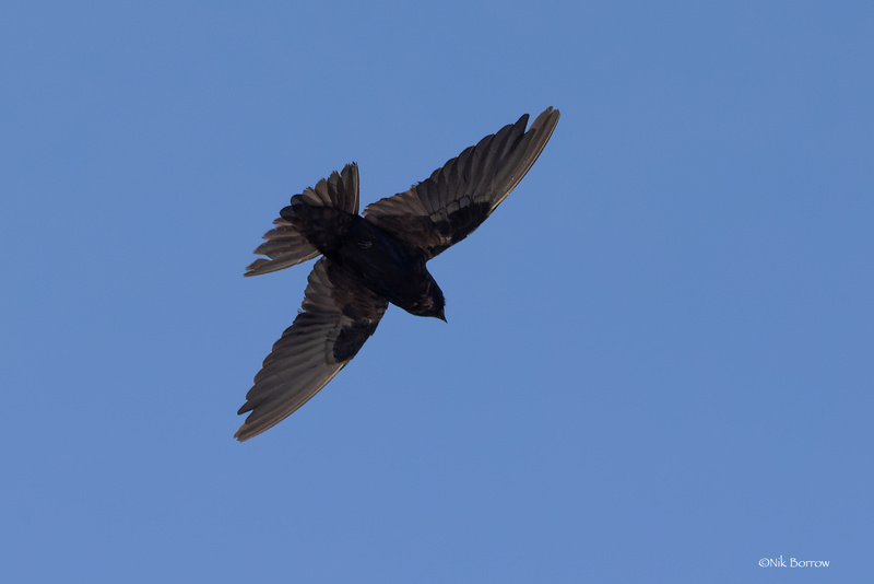 Galapagos Martin