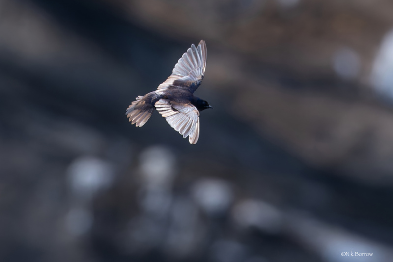 Galapagos Martin