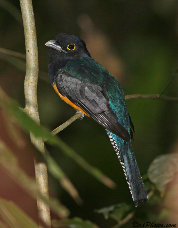 Gartered Trogon