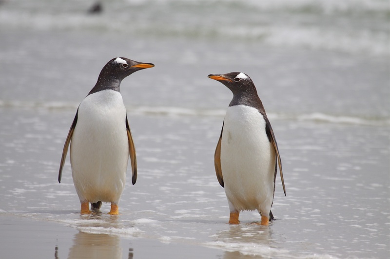 Gentoo Penguin