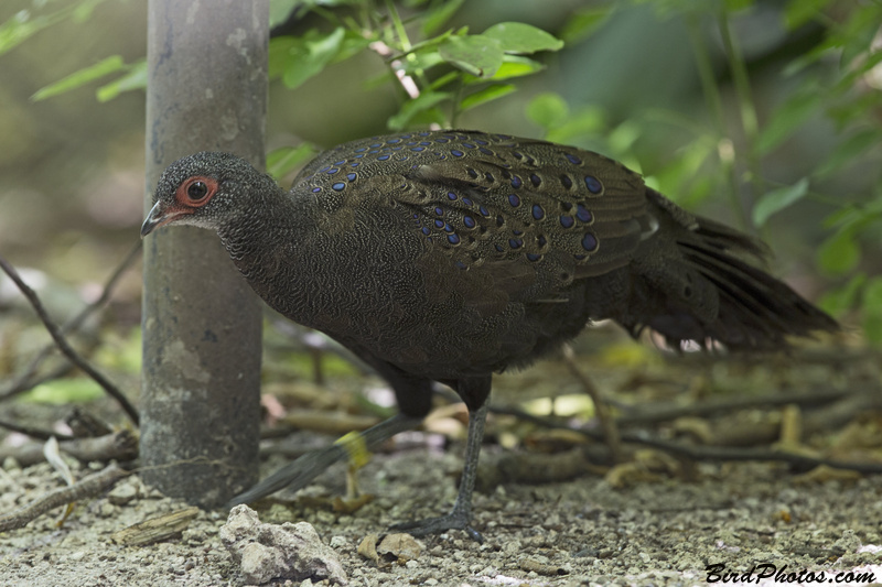 Germain's Peacock-Pheasant