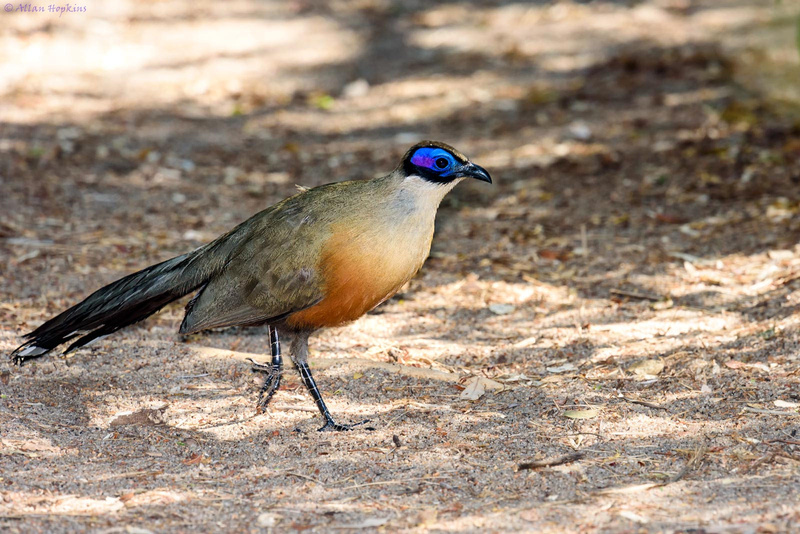 Giant Coua