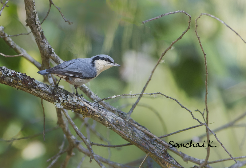 Giant Nuthatch