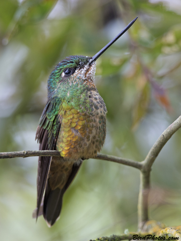 Golden-bellied Starfrontlet