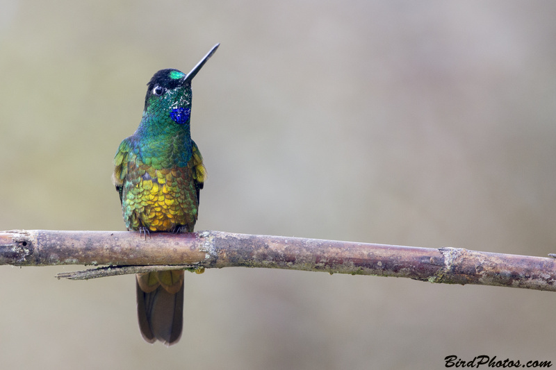 Golden-bellied Starfrontlet