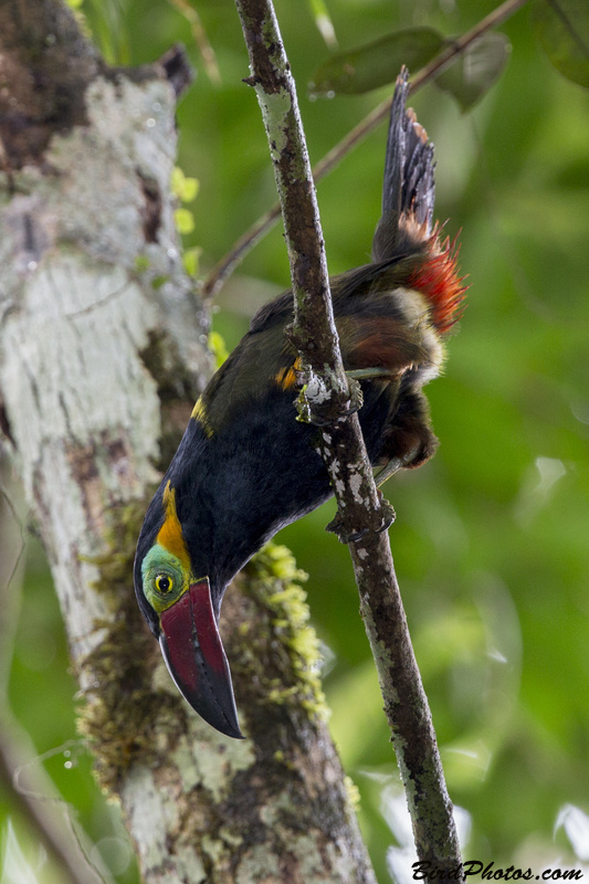 Golden-collared Toucanet