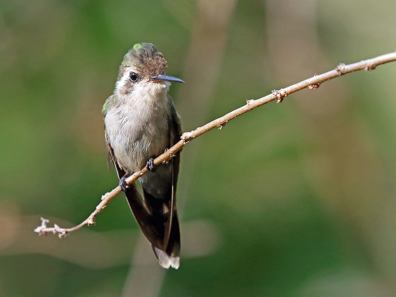 Golden-crowned Emerald