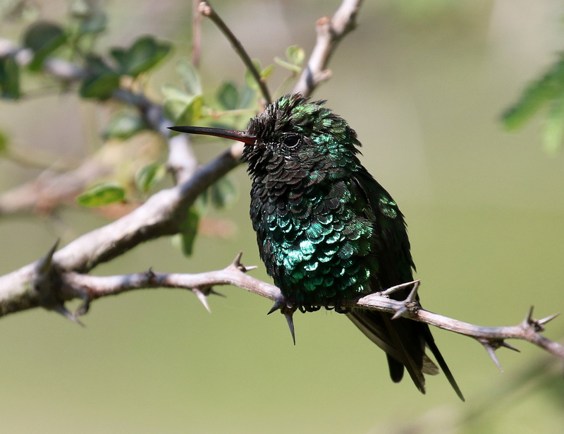 Golden-crowned Emerald