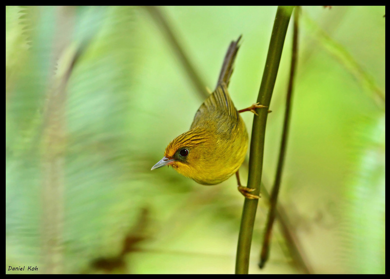 Golden Babbler