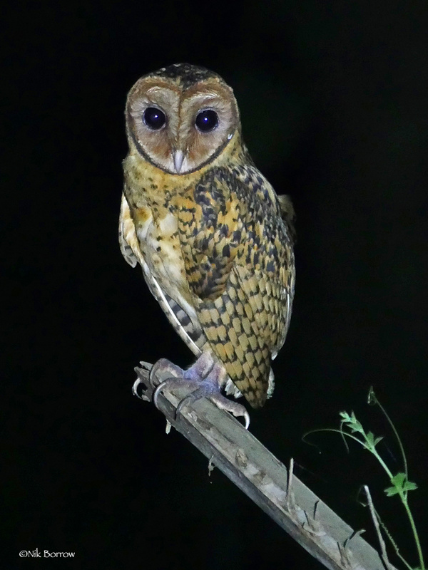 Golden Masked Owl