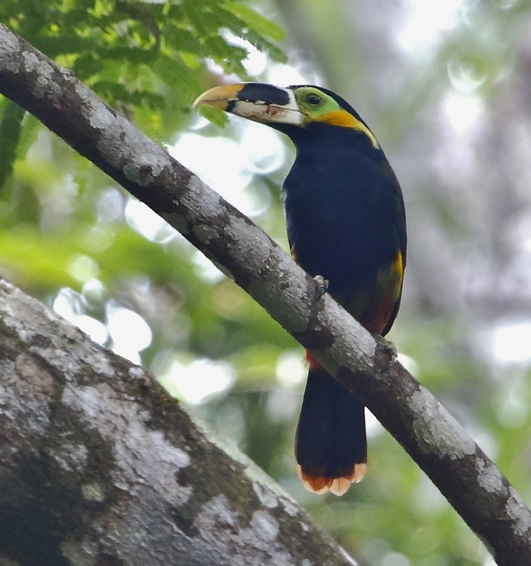 Gould's Toucanet