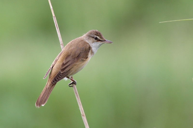 Great Reed Warbler