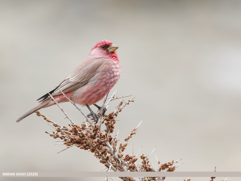 Great Rosefinch