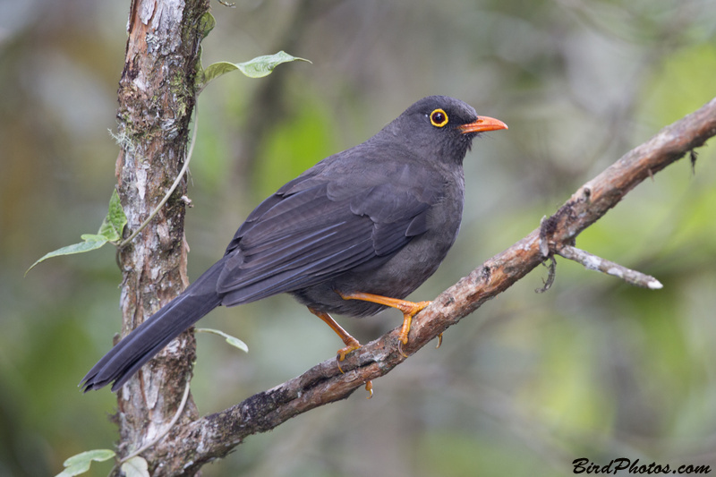 Great Thrush