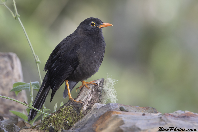 Great Thrush