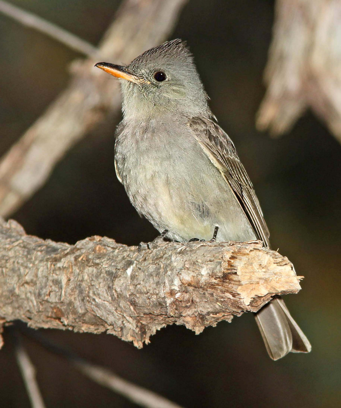 Greater Pewee