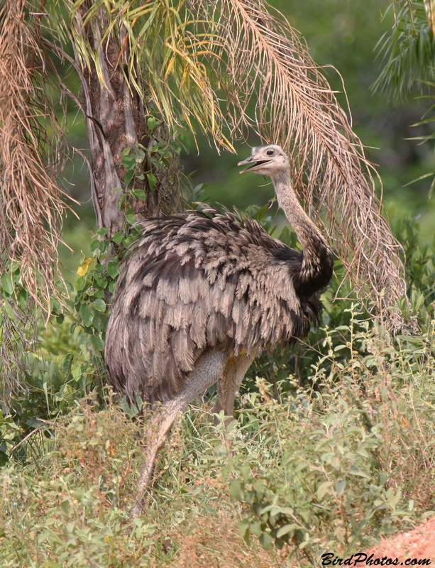 Greater Rhea