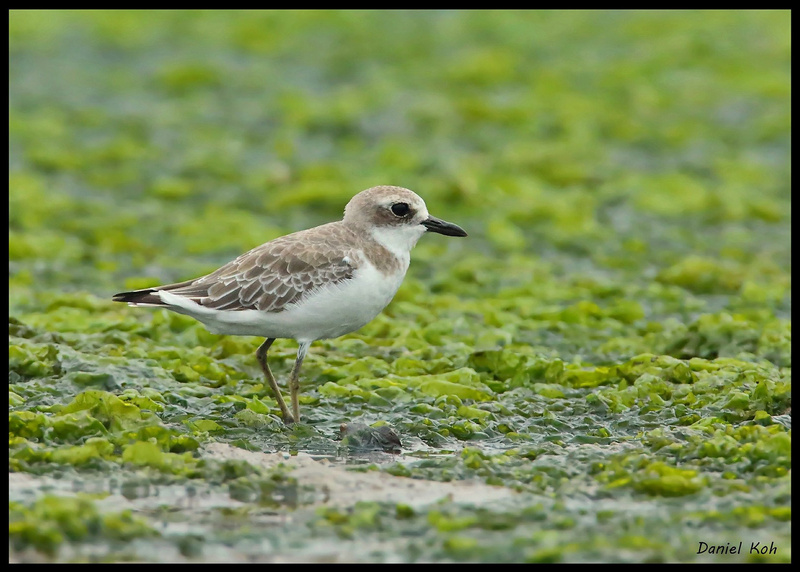 Greater Sand Plover