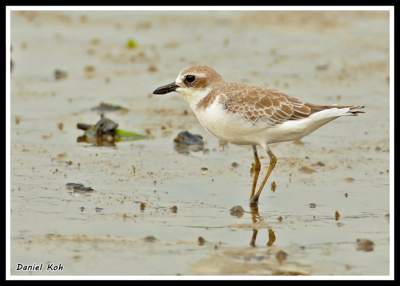 Greater Sand Plover