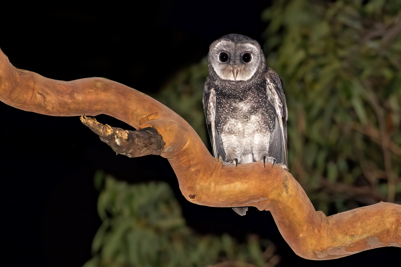 Greater Sooty Owl