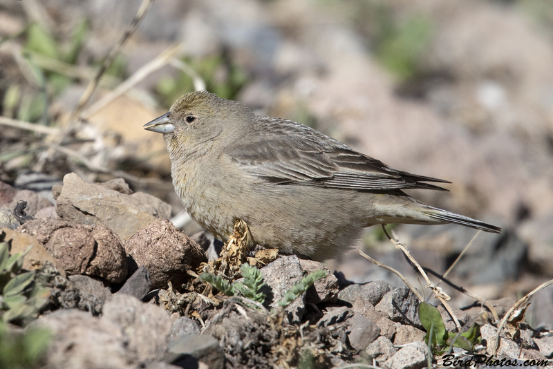 Greater Yellow Finch