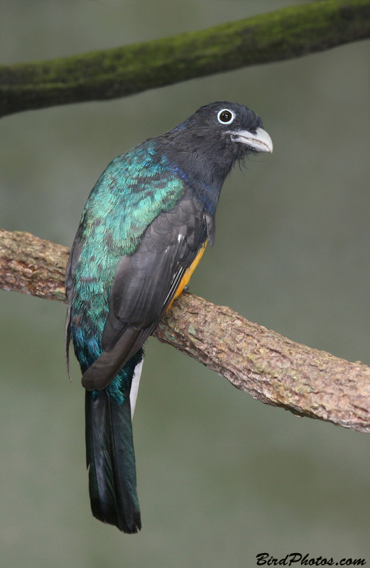 Green-backed Trogon