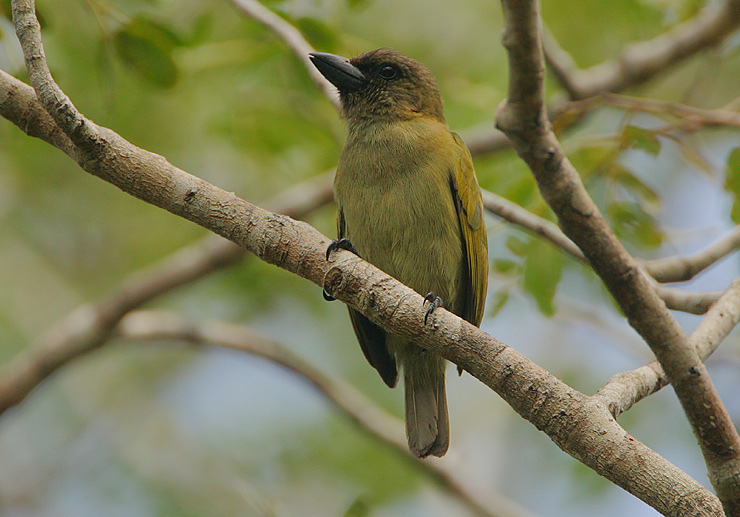 Green Barbet