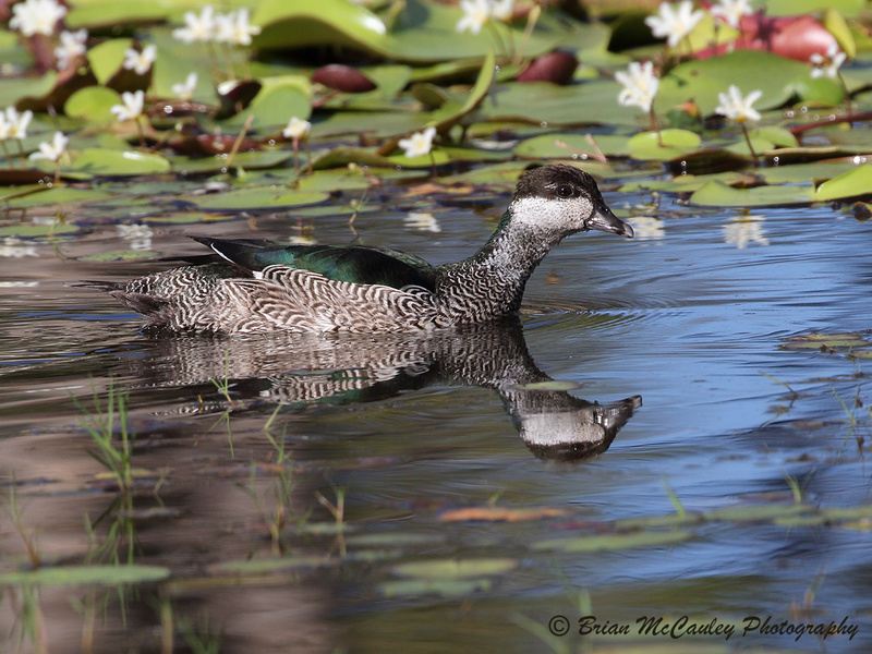 Green Pygmy Goose