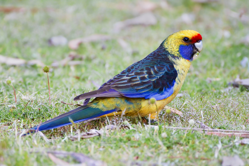 Green Rosella